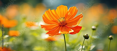 Orange flower captures atte...
