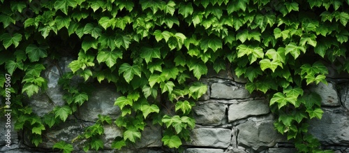 Luscious green leaves and i...