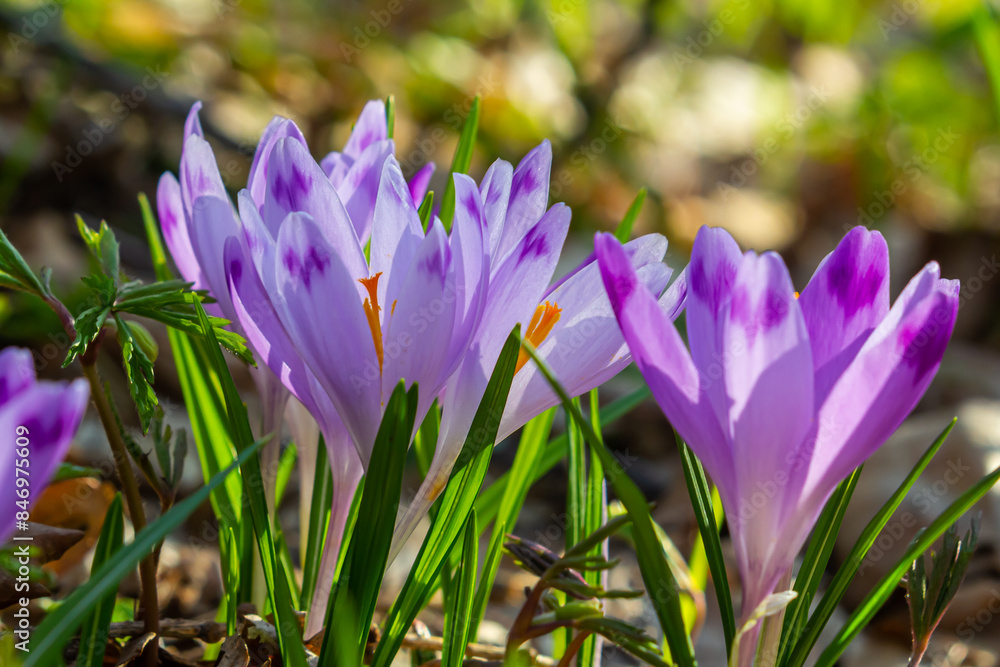 Close up detail with a Crocus heuffelianus or Crocus vernus spring giant crocus. purple flower blooming in the forest Close up detail with a Crocus heuffelianus or Crocus vernus spring giant crocus. purple flower blooming in the forest