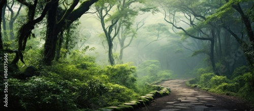 Winding stone path cuts thr...