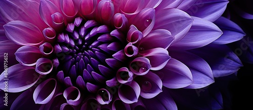 Close-up shot of a purple f...