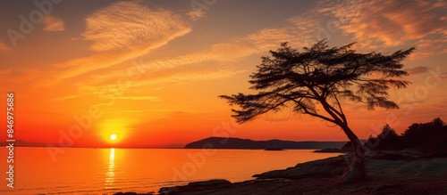 Silhouette of a solitary tr...