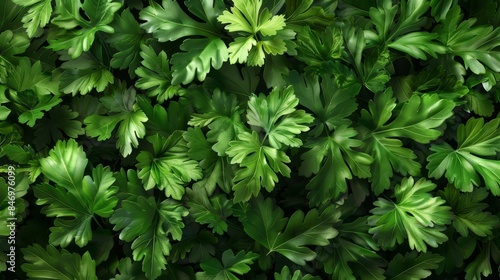 Wallpaper Mural A lush green background of fresh parsley leaves, beautifully arranged and vibrant, providing a natural, organic, and healthy look for any project. Torontodigital.ca