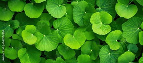 Close-up view of lush green...
