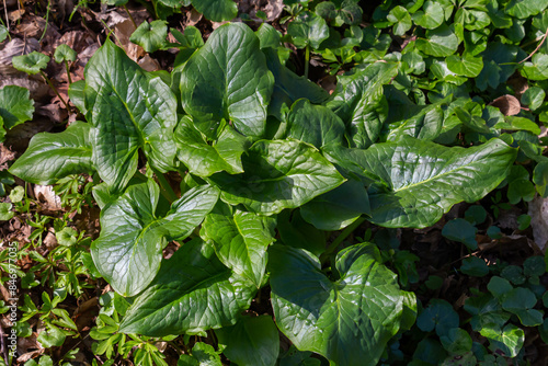 Cuckoopint or Arum maculatum arrow shaped leaf, woodland poisonous plant in family Araceae. arrow shaped leaves. Other names are nakeshead, adder's root, arum, wild arum, arum lily, lords-and-ladies