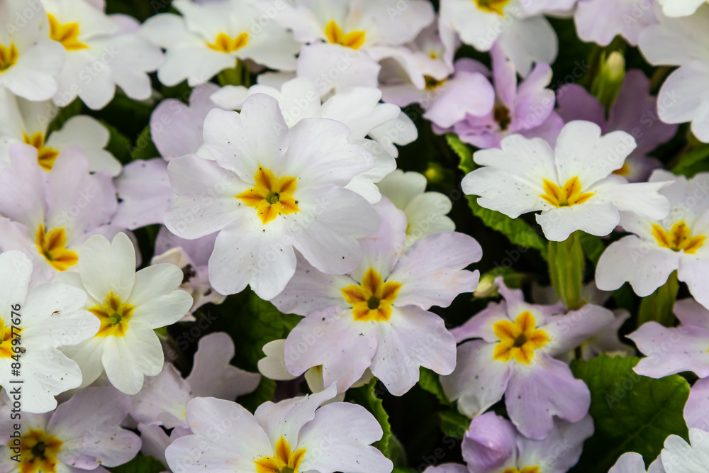 Spring flowers. Blooming primrose or primula flowers in a garden Spring flowers. Blooming primrose or primula flowers in a garden