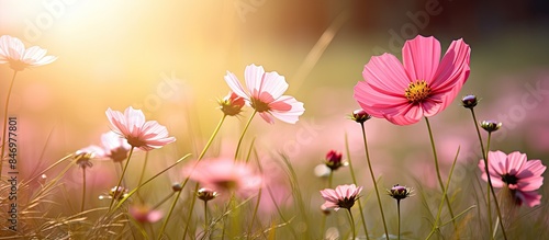 Field of colorful flowers i...