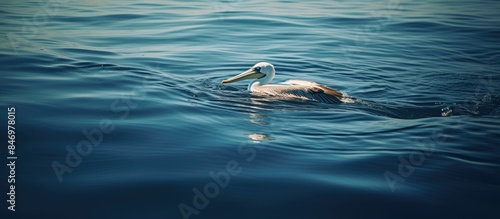 Pelican gracefully glides o...