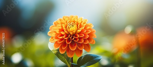 Vibrant orange flower stand...