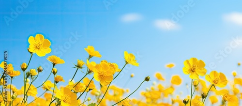 Blossoming yellow flowers c...
