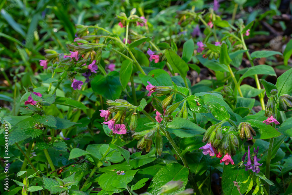Vivid and bright pulmonaria flowers on green leaves background close up Vivid and bright pulmonaria flowers on green leaves background close up