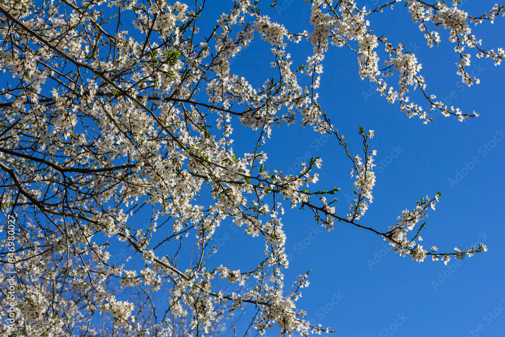 Prunus Cerasifera Blooming white plum tree. White flowers of Prunus Cerasifera Prunus Cerasifera Blooming white plum tree. White flowers of Prunus Cerasifera