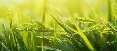 Lush green grass covered wi...