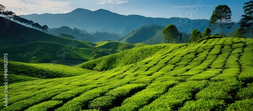 Lush tea plantations on hil...