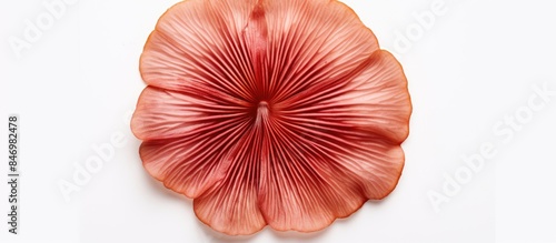 A sizable flower in full bl...