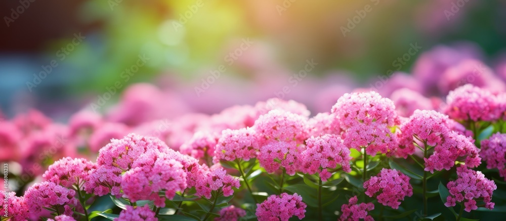 Beautiful pink flowers are blooming under the warm sunlight rays in a garden. with copy space image. Place for adding text or design Beautiful pink flowers are blooming under the warm sunlight rays in a garden. with copy space image. Place for adding text or design