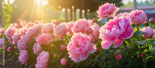 Pink peonies, known as Sarah Bernhardt or Paeonia lactiflora, bloom beautifully in a garden with a fence in the background. with copy space image. Place for adding text or design photo