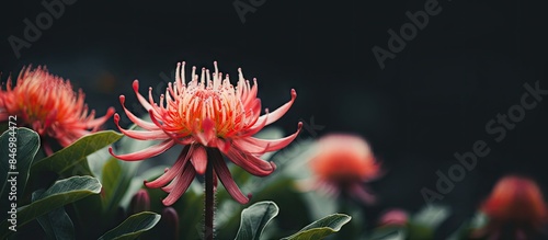 Macro shot showcasing a vib...