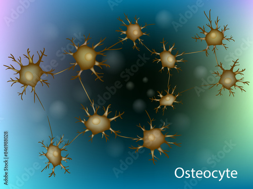 Mesenchymal stem cells (MSCs) are stromal cells.Cells bone Marrow