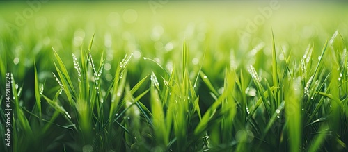 Rice plants flourishing in ...
