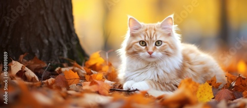 Three-colored cat enjoying ...