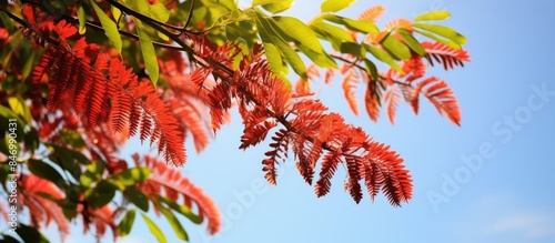 A close-up view of a tree f...