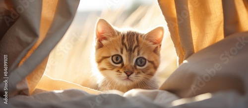 Scottish kitten playfully s...