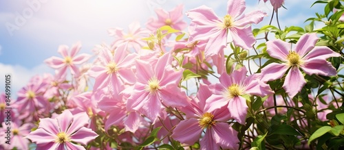 Pink flowers blooming abund...