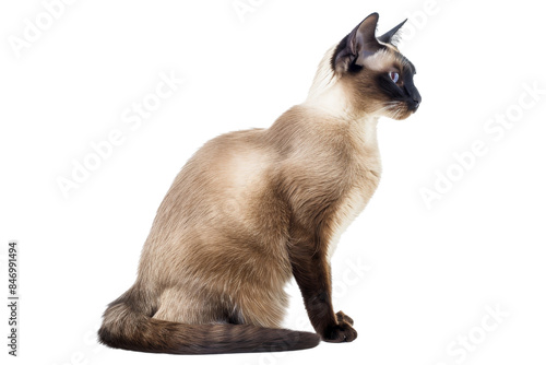 A beautiful Siamese cat sitting upright, showcasing its elegant posture and sleek fur. Perfect for pet and animal-themed projects. © Rattanathip