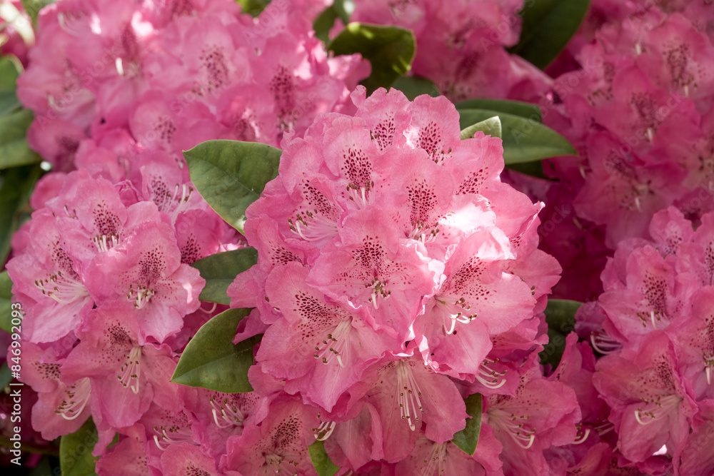 close up of beautiful bright pink rhododendron flowers close up of beautiful bright pink rhododendron flowers