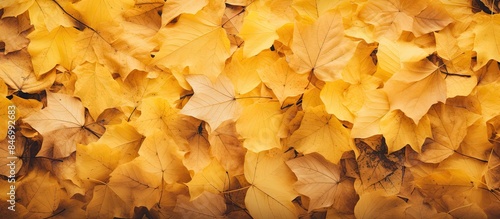 Close-up view of a bunch of fallen yellow leaves creating a textured autumn background. with copy space image. Place for adding text or design photo