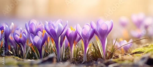 Vibrant purple crocus flowe...
