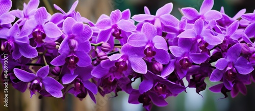 Purple flowers in full bloo...