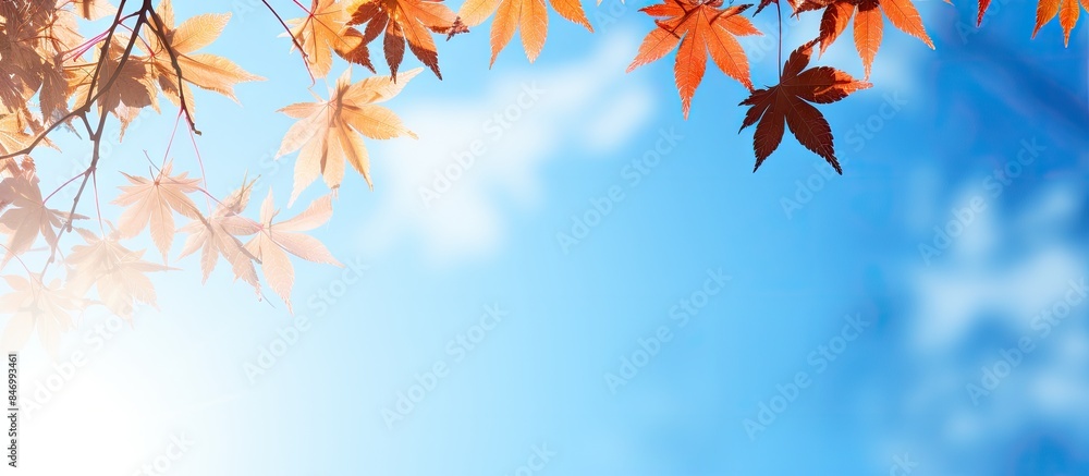 Sunlight shining through the vibrant green leaves of a tree, creating a beautiful natural pattern. with copy space image. Place for adding text or design Sunlight shining through the vibrant green leaves of a tree, creating a beautiful natural pattern. with copy space image. Place for adding text or design