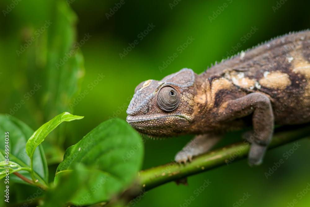 Obraz premium green lizard on a tree