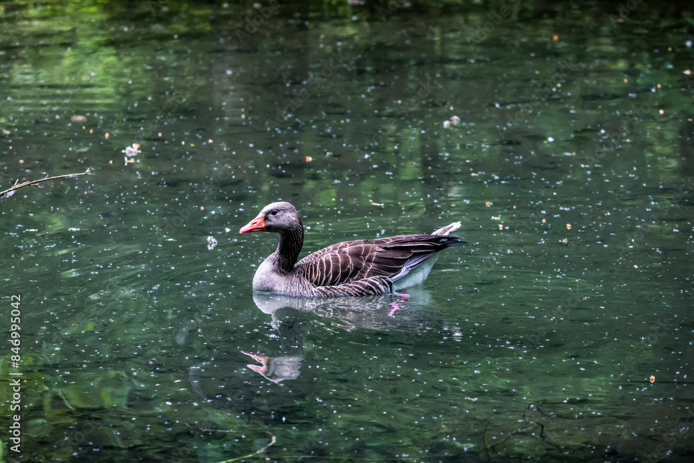 Geese by the river in the mountains, Duck, Austria. Schwan Geese by the river in the mountains, Duck, Austria. Schwan