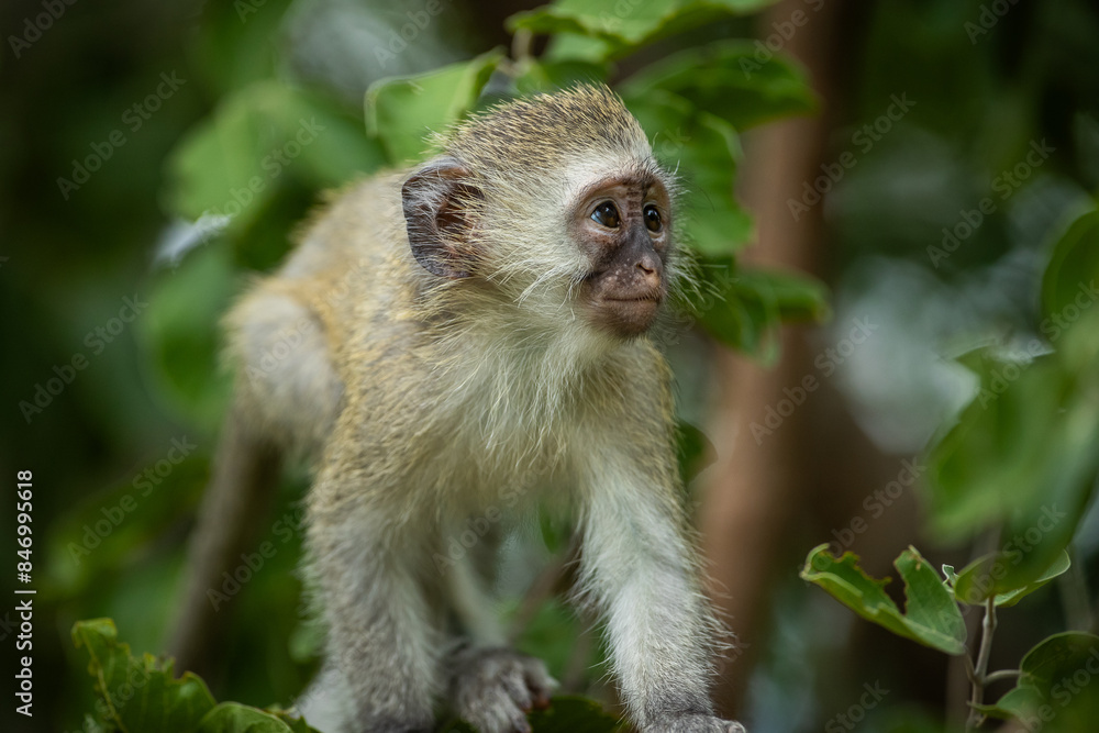 Baby vervet monkey exploring a tree Baby vervet monkey exploring a tree