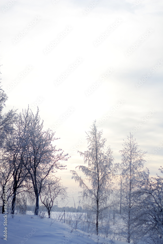 trees in the snow. winter landscape in the background light trees in the snow. winter landscape in the background light