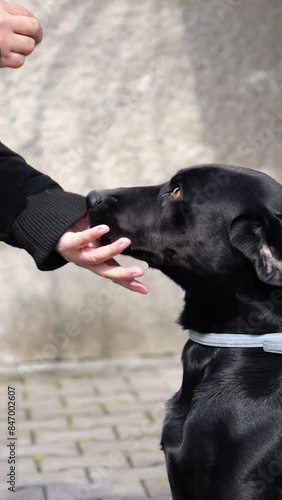 Black dog catching biscuits in slow-motion