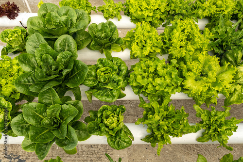 Hydroponic Lettuce Growing photo