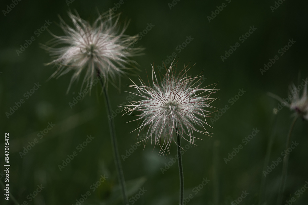 silbrig weißer Samenstand der Alpen-Kuhschelle (Pulsatilla alpina) vor dunklem Hintergrund silbrig weißer Samenstand der Alpen-Kuhschelle (Pulsatilla alpina) vor dunklem Hintergrund