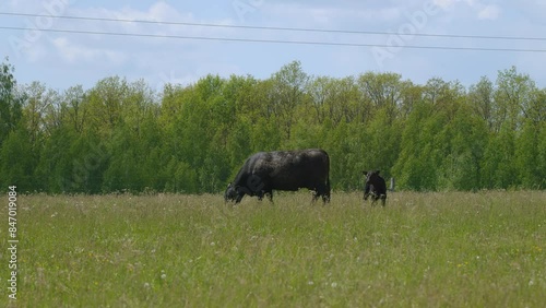 Black Angus Cows In A Grassy Field On A Bright And Sunny Day. Cows On Green Meadow. Cows Grazing On A Green Summer Meadow. photo