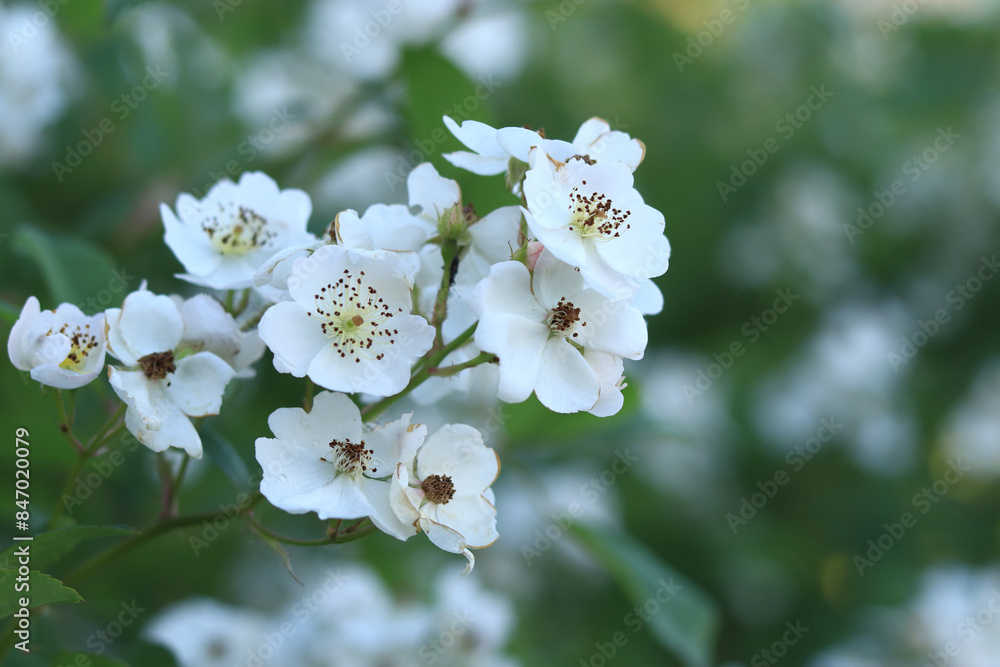 Obraz premium White rose hips, flowers close-up. Beautiful wild bush in the evening. White rosehip flowers, wild rose on a blurred background. Flower with white petals, medicinal plant