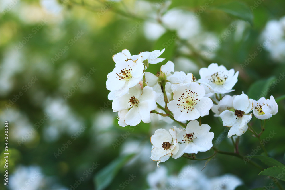White rose hips, flowers close-up. Beautiful wild bush in the evening. White rosehip flowers, wild rose on a blurred background. Flower with white petals, medicinal plant White rose hips, flowers close-up. Beautiful wild bush in the evening. White rosehip flowers, wild rose on a blurred background. Flower with white petals, medicinal plant