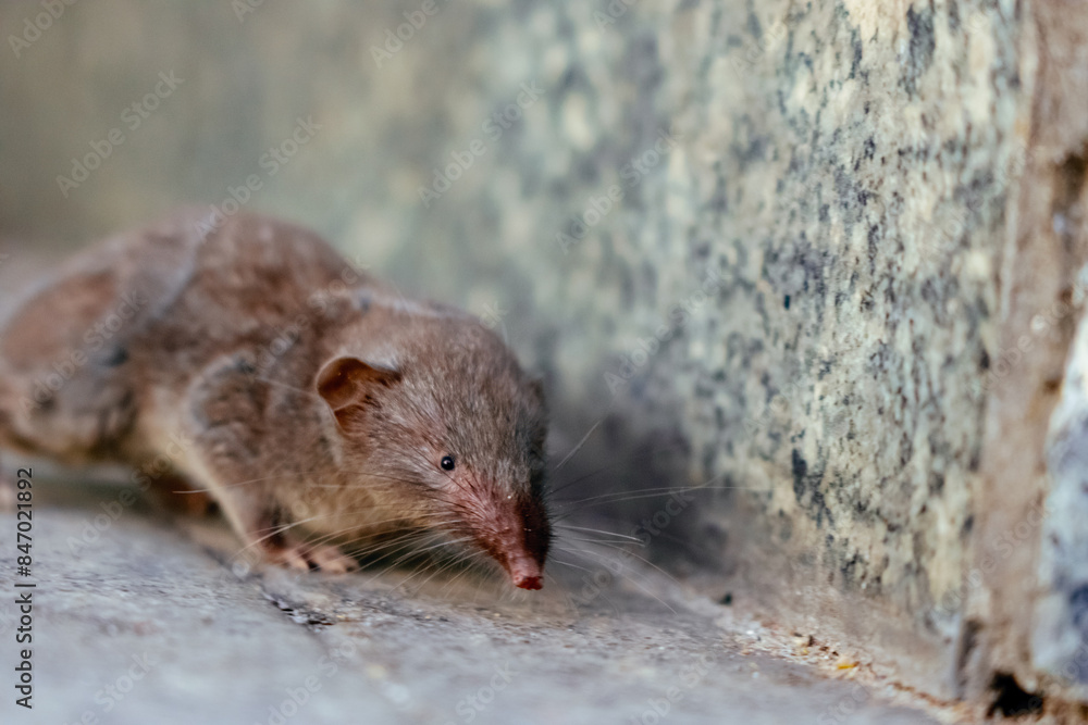 Animal shrew in city street Animal shrew in city street