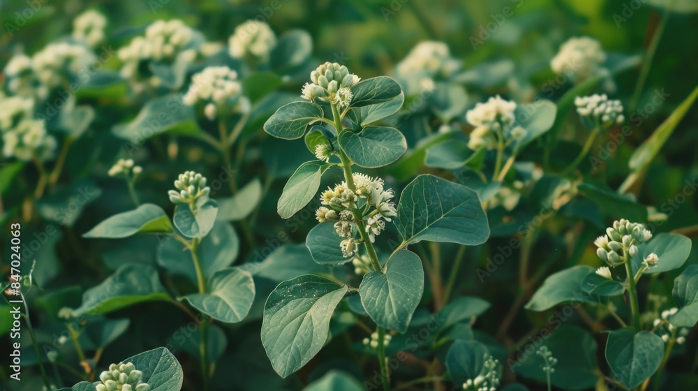 Close-up shot of a field of white flowers with green leaves, suitable for use in illustrations, designs or as a background image Close-up shot of a field of white flowers with green leaves, suitable for use in illustrations, designs or as a background image