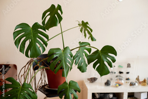 Monstera plant in modern interior