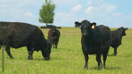 Black Cow Walking And Eating Grass On Green Meadow. Cow Black Angus Grazing On Pasture In Spring Day. photo