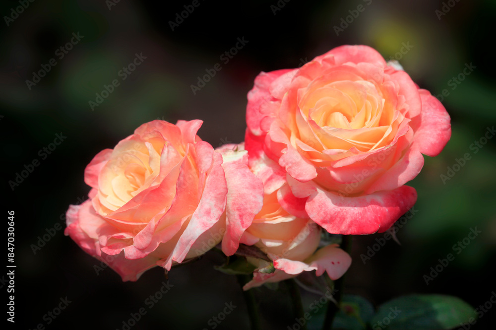 Colorful roses on nature background