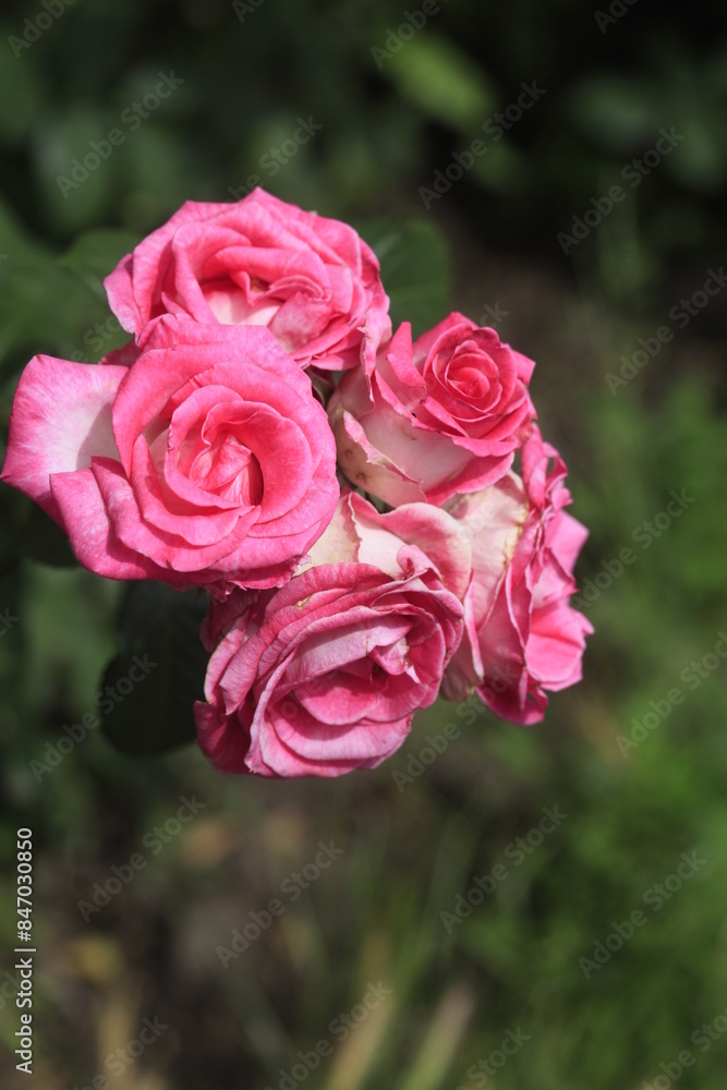 Colorful roses on nature background Colorful roses on nature background